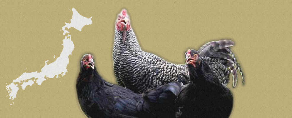 黒さつま鶏について | NSファーム｜鹿児島県の蒲生にてさつま鶏を生業にしている会社です。